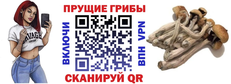 Галлюциногенные грибы мицелий  как найти закладки  Ефремов 